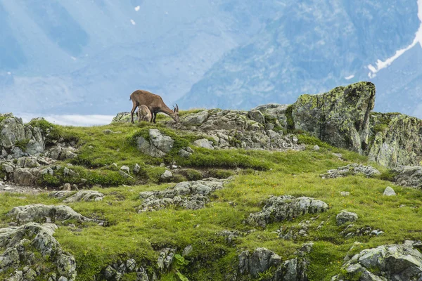 Alpin stambecco (capra di montagna) sulle rocce, Monte Bianco, Francia — Foto Stock