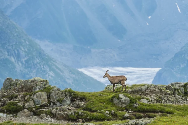 Alpin stambecco (capra di montagna) sulle rocce, Monte Bianco, Francia — Foto Stock