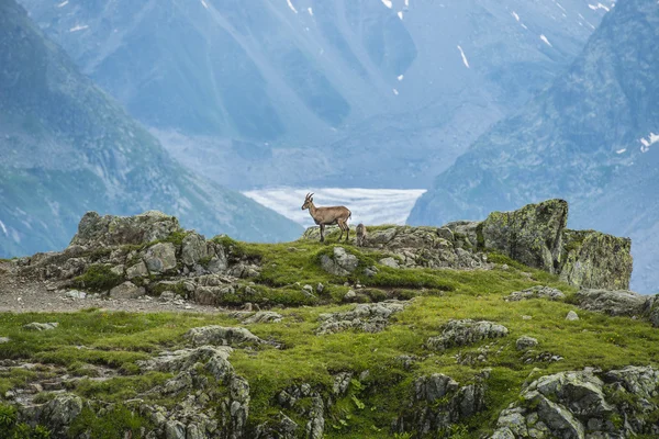 在岩石上，山的勃朗峰，法国的 ibex Alpin (山羊) — 图库照片