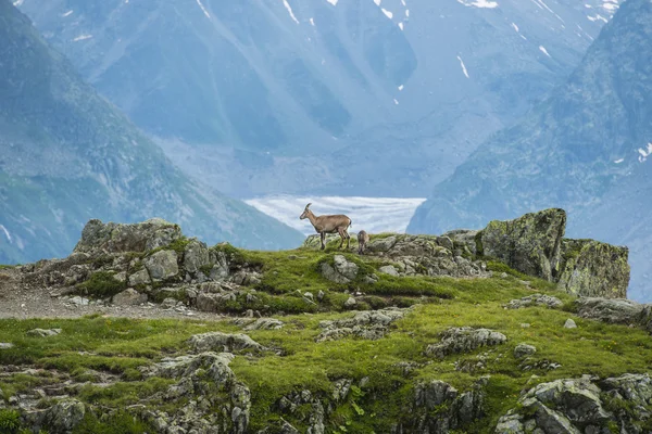 Alpin stambecco (capra di montagna) sulle rocce, Monte Bianco, Francia — Foto Stock