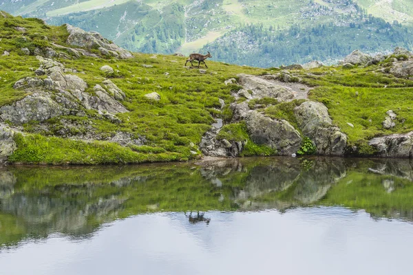 Alpin Steenbok (berggeit) op de rotsen weerspiegeld in het meer, mount Blanc, Frankrijk — Stockfoto