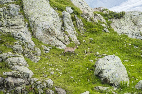 Alpin dağ keçisi (dağ keçisi) çayıra, mount Blanc, Fransa-buzlu — Stok fotoğraf