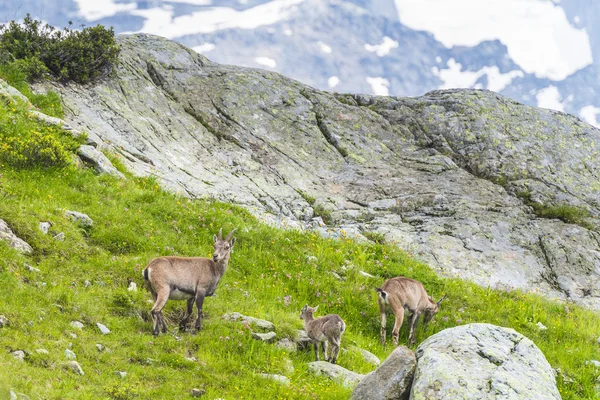 Alpin stambecco (capra di montagna) sulle rocce nei prati, Monte Bianco, Francia — Foto Stock