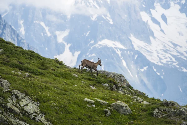 Alpin stambecco (capra di montagna) sulle rocce nei prati, Monte Bianco, Francia — Foto Stock