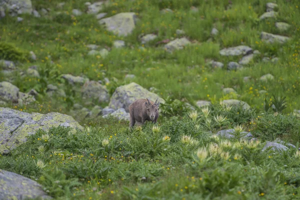 Alpin kőszáli kecske (hegyi kecske) a sziklák, a rétek, mount Blanc, Franciaország — Stock Fotó