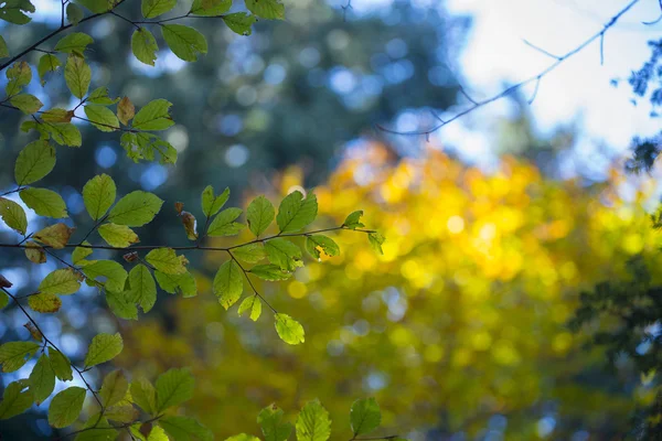 Foliage of holm in autumn, Casentinesi forest, Tuscany, Italy — Stock Photo, Image