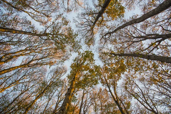 Listoví holm a modrá obloha, podzimní, lesní Casentinesi, toskánská — Stock fotografie