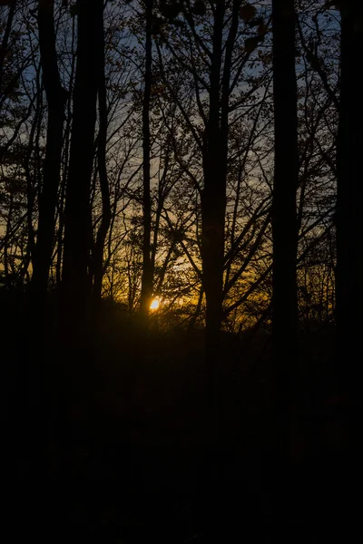 Kmeny holms při západu slunce, podzim, casentinesi lesů, Toskánsko, — Stock fotografie