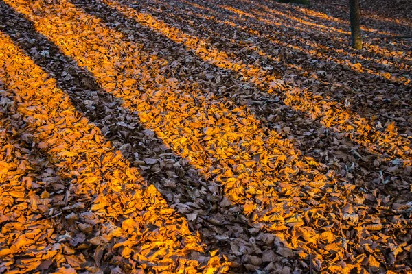 Az aljnövényzet, a levelek árnyékában fatörzsek a piros és narancs — Stock Fotó