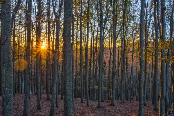 Günbatımı, Sonbahar, casentinesi ormanları, Tuscany holms gövdeleri,