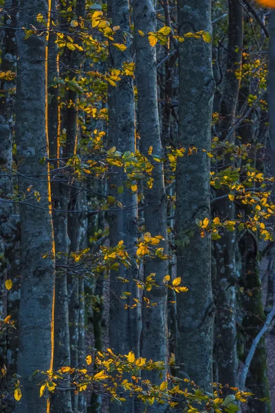 Foglie e tronchi di olivo al tramonto, autunno, fores casentinesi — Foto Stock