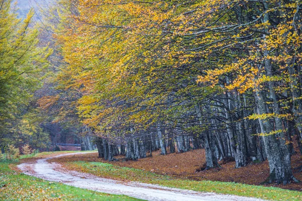 Леса осенью на Пиан делле Масинаре, гора Кукко, Апеннин — стоковое фото