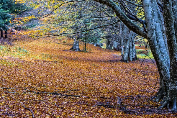 Listí na podzim na Pian delle Macinare, hoře Cucco, Apeninské — Stock fotografie
