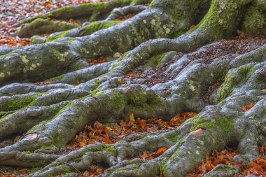 Kökleri kayın Güz, Monte Cucco Np, Umbria, İtalya