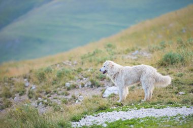 Çoban köpeği, piyano Grande, Monti Sibillini Np, Umbria, İtalya