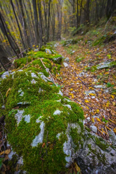 Yeşillik ormanda renkler sonbahar, Monte Cucco Np, Appennine