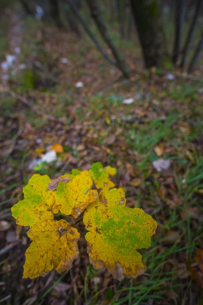 Levél ősszel az erdőben, Monte Cucco Np, Appenninek, Umbria, — Stock Fotó