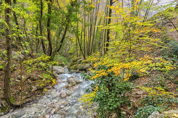 Małe rzeki w lesie w jesieni, Monte Cucco Np, Apeniny, — Zdjęcie stockowe