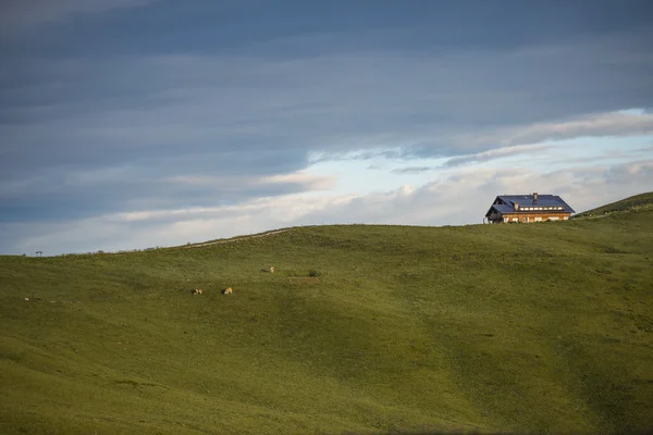 Mountain hut on a edge with cows in the meadows, sunrise, Giau P — Stock Photo, Image