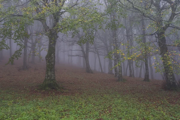 Podzim v lese s mlhou, Monte Cucco Np, Umbrie, Itálie — Stock fotografie
