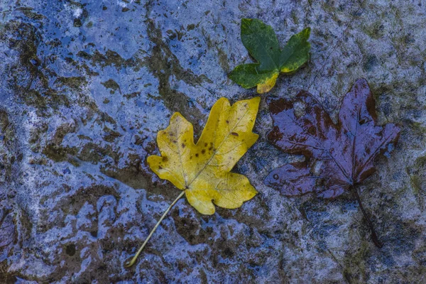 Желтые, зеленые и коричневые листья, Умбрия, Италия — стоковое фото