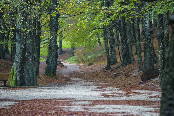 Polní cesta v lese na podzim, Monte Cucco Np, Itálie — Stock fotografie