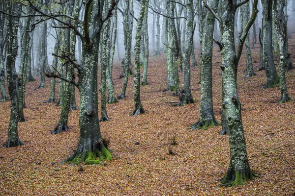 Beuken in de mist in de herfst, Monte Cucco Np, Umbrië, Italië — Stockfoto