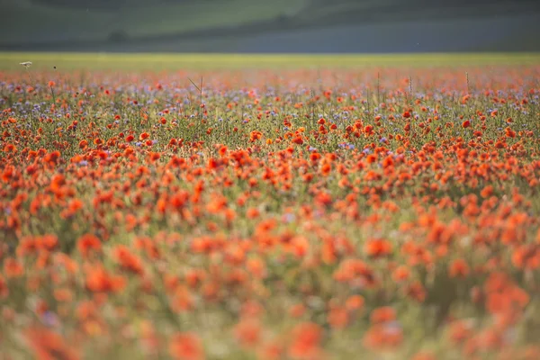 Piyano Grande, Castelluccio di Norcia içinde Monti S çiçek kırmızı