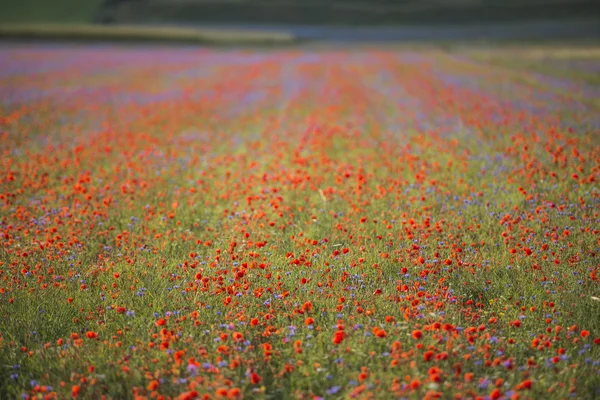 Piyano Grande, Castelluccio di Norcia içinde Monti S çiçek kırmızı