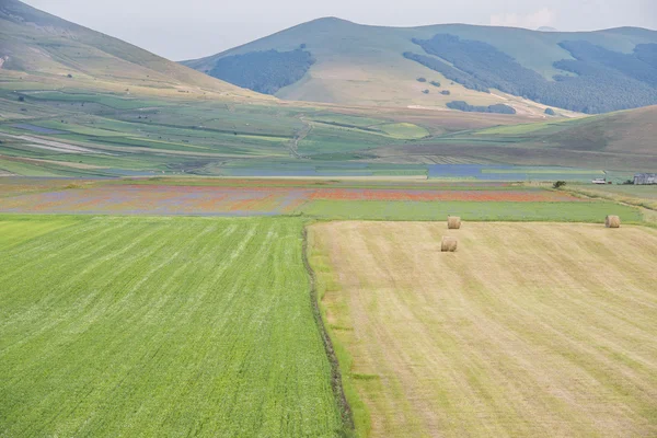 Colored fields with bales in Piano Grande, Monti Sibillini NP, U — Stock Photo, Image