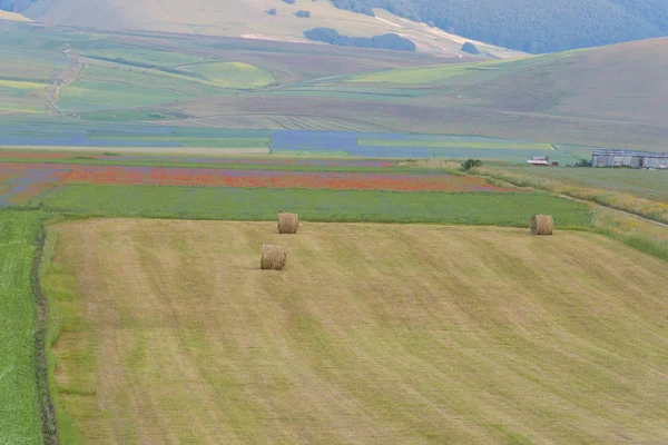 Colored fields with bales in Piano Grande, Monti Sibillini NP, U — Stock Photo, Image