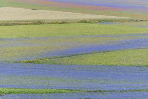 Colored fields in Piano Grande, Monti Sibillini NP, Umbria, Ital — Stock Photo, Image