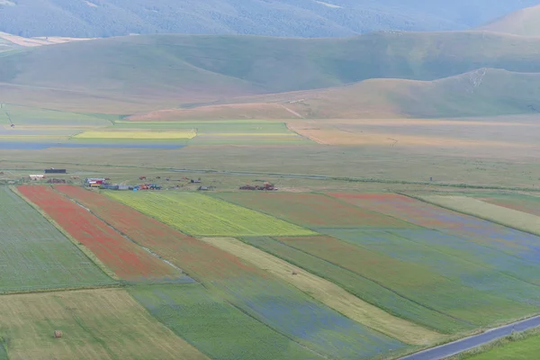 Färgade fält i Piano Grande, Monti Sibillini Np, Umbrien, Ital — Stockfoto