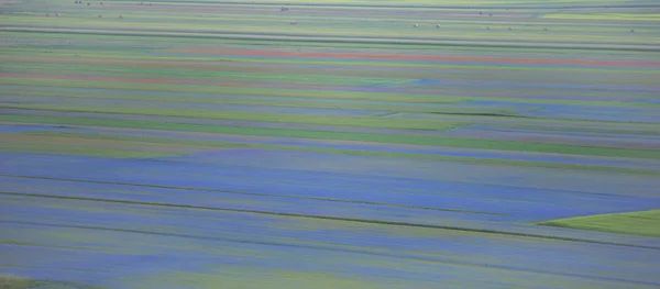 Blooming in Piano Grande of Castelluccio di Norcia, Monti SIbill — Stock Photo, Image