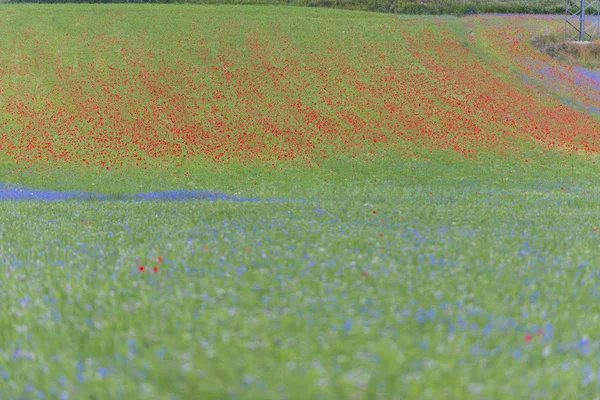 Kwitnący w Piano Grande z Castelluccio di Norcia, Monti Sibill — Zdjęcie stockowe