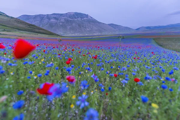 Piyano Grande, Castelluccio di Norcia içinde Monti Sibill çiçeklenme
