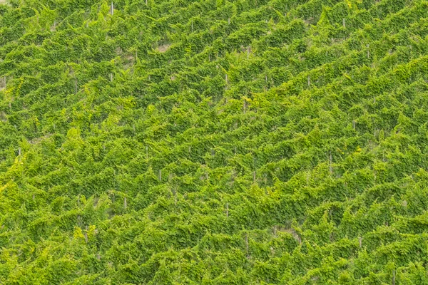 Wineyard in the countryside, Conero, Marche, Italy — Stock Photo, Image