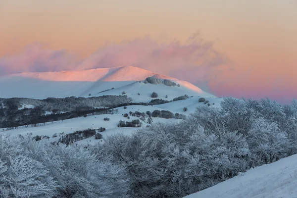 山和日落时分，锡比利尼被雪覆盖着的云杉树 免版税图库图片