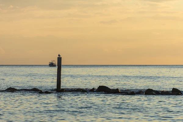 Martı ve gündoğumu, teknede denizin Conero, Marche, İtalya