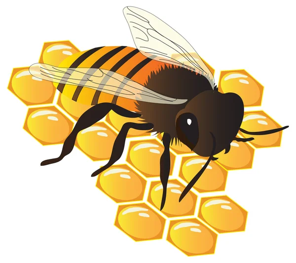 Honey bee and honeycombs — Stock Vector
