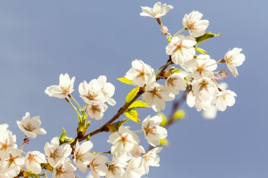 Çiçek açan Japonya sakura çiçekler. Kiraz ağacı dalı