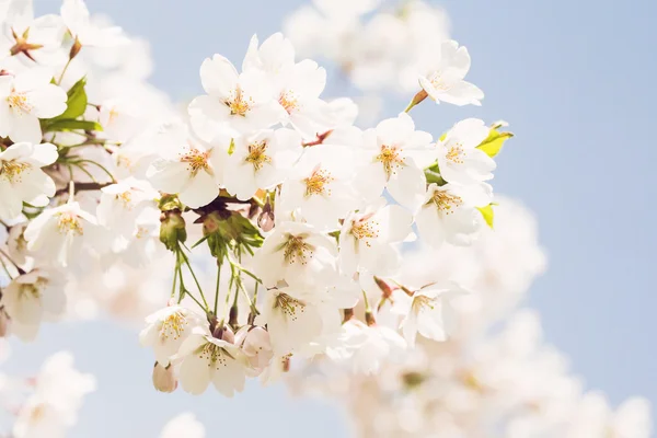 Çiçek açan Japonya sakura çiçekler. Kiraz ağacı dalı. — Stok fotoğraf