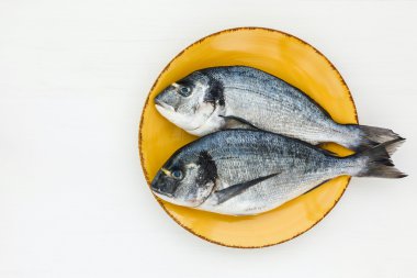 Beyaz zemin üzerine sarı plaka üzerinde çiğ dorado balık. Üstten Görünüm