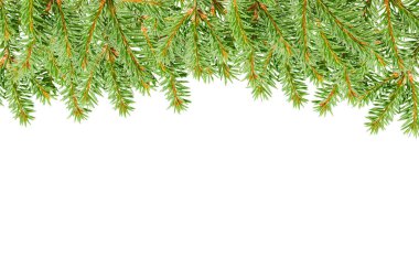 Beyaz arka planda izole edilmiş ladin dalları sınırı. Yeşil köknar dalı, üst görünüm