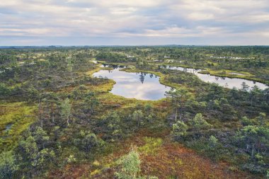 Yükseltilmiş bataklık, yukarıdan görüş. Letonya 'daki Kemeri Ulusal Parkı.