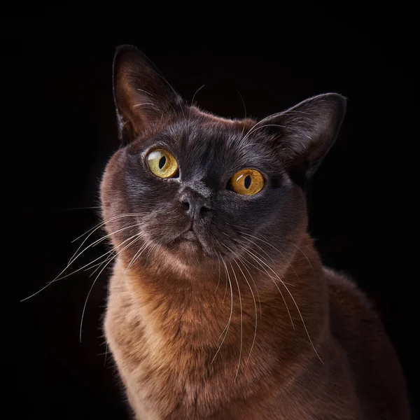 Close-up portrait of Brown Burmese Cat with yellow eyes on black background — Stock Photo, Image