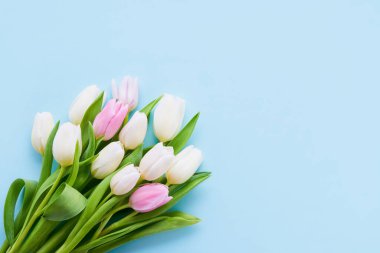 Açık mavi arka planda pembe ve beyaz laleler, seçici bir odak noktası. Düz yat, boşluğu kopyala