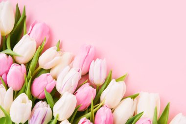 Açık pembe arka planda pembe ve beyaz laleler, seçici odaklanma. Düz yat, boşluğu kopyala