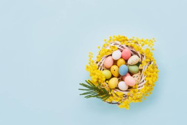 Mimoza çelenginde açık mavi arka planda renkli Paskalya yumurtaları. Üst görünüm, kopyala