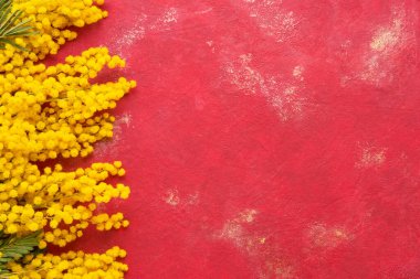 Mimosa çiçekleri parlak kırmızı arka planda sınırdır. Paskalya, Anneler Günü, Kadınlar Günü konsepti. Boşluğu kopyala, üst görünüm.